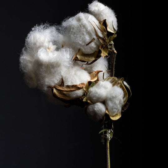The Power of GOTS Certified Organic Cotton: Health, Sustainability, and Social Responsibility - OAT & OCHRE